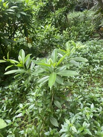 灌木植物