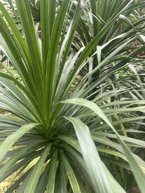 兰科植物