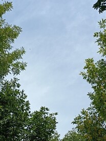 路边树木背景