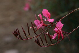 山桃草