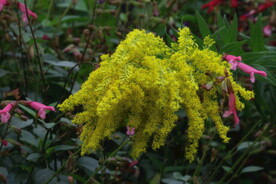 一枝黄花