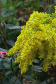 一枝黄花