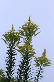 一枝黄花 