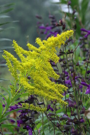 一枝黄花