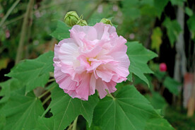 粉色木芙蓉