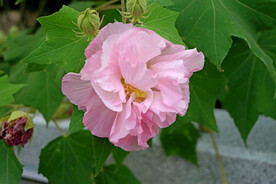 粉色木芙蓉