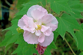 粉色木芙蓉