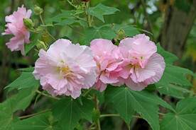 粉色木芙蓉花
