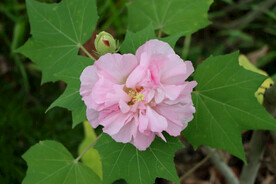 粉色木芙蓉