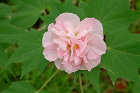 粉色木芙蓉花