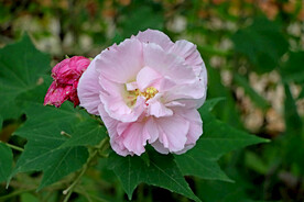 粉色木芙蓉花