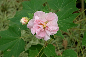 粉色木芙蓉