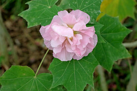 粉色木芙蓉