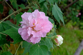 粉色木芙蓉花