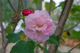 粉色木芙蓉花