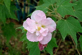 粉色木芙蓉花
