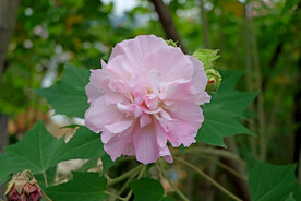 粉色木芙蓉花
