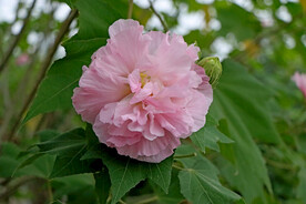 粉色木芙蓉