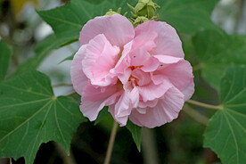 粉色木芙蓉