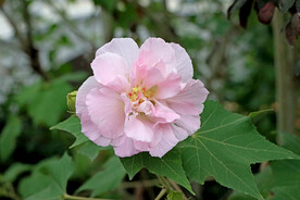 粉色木芙蓉