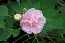 粉色木芙蓉花
