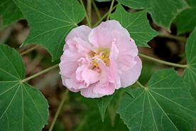粉色木芙蓉花