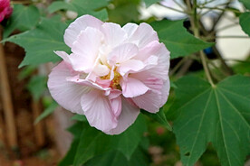 粉色木芙蓉花