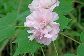 粉色木芙蓉花