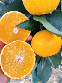 橙子