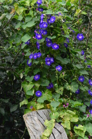 牵牛花 