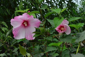 芙蓉葵 
