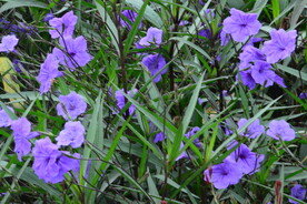 蓝花草 