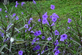 蓝花草
