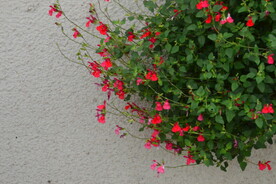 红花鼠尾草