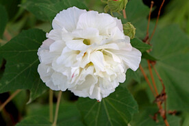 白色木芙蓉花