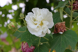 白色木芙蓉花