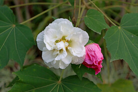 白色木芙蓉