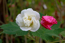 白色木芙蓉花