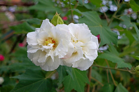 白色木芙蓉花