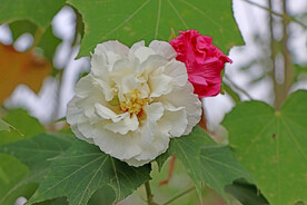 白色木芙蓉花