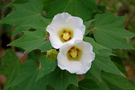 白色木芙蓉花