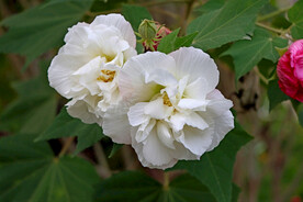 白色木芙蓉