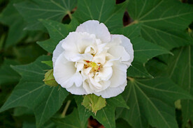 白色木芙蓉