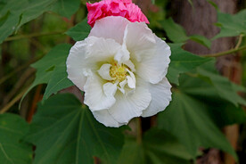 白色木芙蓉