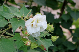 白色木芙蓉花