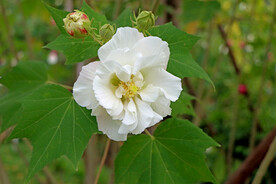 白色木芙蓉