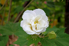 白色木芙蓉