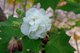 白色木芙蓉花