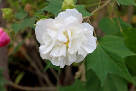 白色木芙蓉