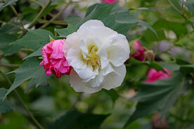 白色木芙蓉花